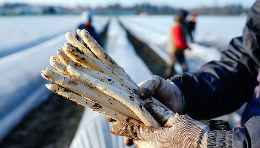 Das Kilo wei&szlig;er Spargel wird in dieser Saison wohl bis zu 20 Euro kosten, wie der Verband s&uuml;ddeutscher Spargel- und Erdbeeranbauer sagt. (Archivbild)