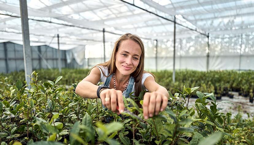 Matcha-Anbauerin: Ursprünglich kommt Kühnle aus dem Weinbau. Matcha-Anbauerin: Ursprünglich kommt Kühnle aus dem Weinbau.