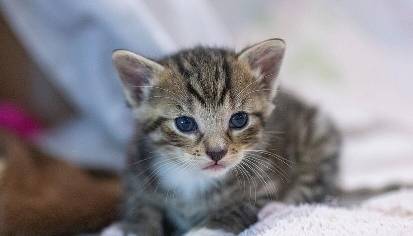 In Freiburg sind drei Katzenbabys in einem Bach ausgesetzt worden. (Symbolbild)
