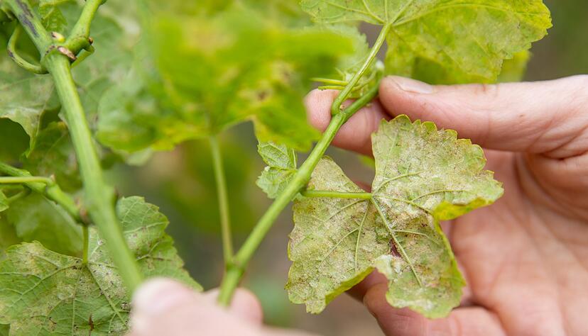 So sehen Blätter eines Rebstocks aus, der von Pilzsporen des Falschen Mehltaus (Peronospora) befallen ist.