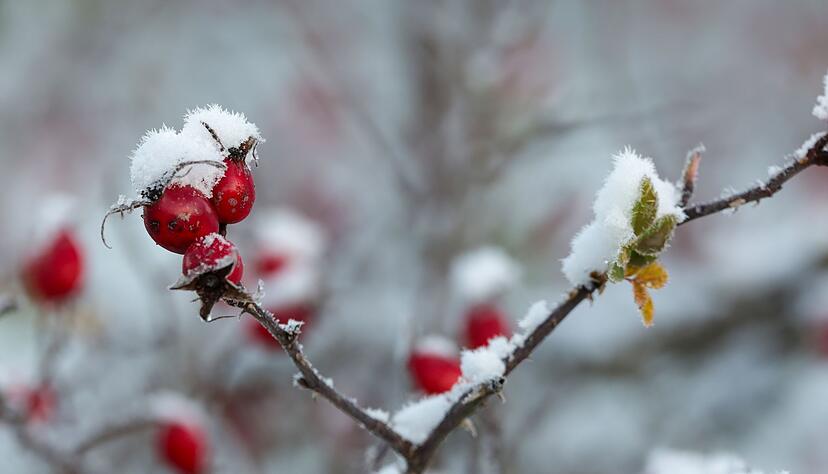 Der DWD spricht von einer «frühwinterlichen Phase im Spätherbst». Der DWD spricht von einer «frühwinterlichen Phase im Spätherbst».