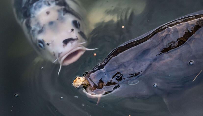 Einen Gro&szlig;teil des Fischbestandes haben Diebe auf ungew&ouml;hnliche Art gestohlen. (Symbolbild)
