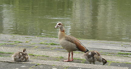 Auch am Neckarufer und in Heilbronner Parks treten Nilgänse verstärkt auf. Sie haben nach Angaben des Wildtierbeauftragten schon Entenküken getötet.
Fotos: C. Friese