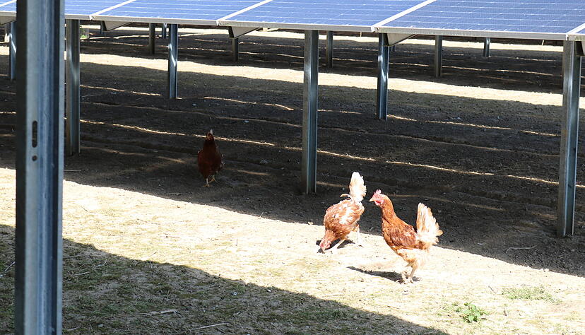 Sie kommen weiter raus: Die Legehennen spazieren unter der PV-Anlage hindurch.