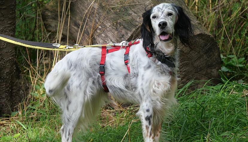 Hund Cloe lebt im Tierheim Ludwigsburg, das &uuml;berf&uuml;llt ist - wie viele Tierheime in Deutschland.
