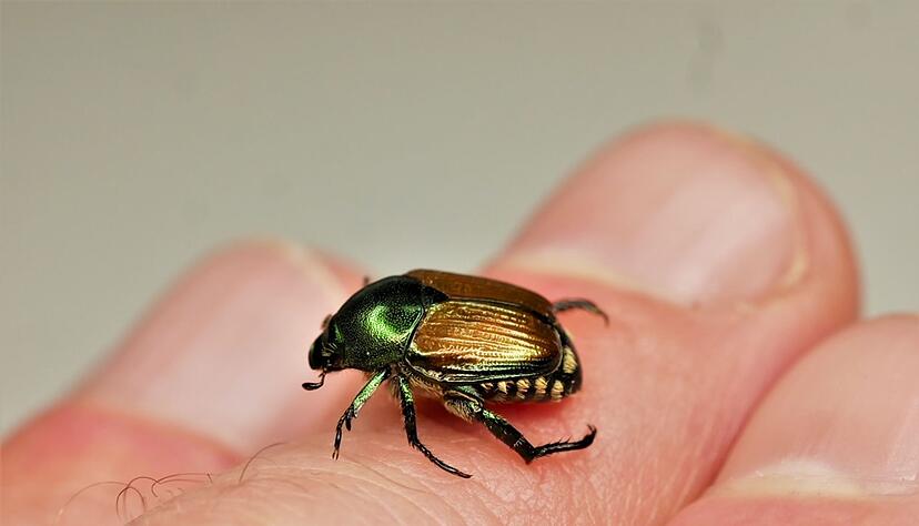 Ein Japankäfer sitzt auf einer Hand. Ein Japankäfer sitzt auf einer Hand.