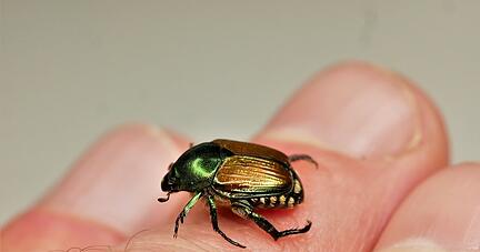 Ein Japankäfer sitzt auf einer Hand. Ein Japankäfer sitzt auf einer Hand.