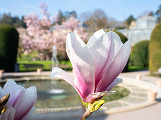Der Magnolienhain in der Wilhelma zeigt im Frühling eine farbenprächtige Blütenvielfalt in Stuttgart. Der Magnolienhain in der Wilhelma zeigt im Frühling eine farbenprächtige Blütenvielfalt in Stuttgart.