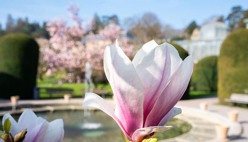 Der Magnolienhain in der Wilhelma zeigt im Frühling eine farbenprächtige Blütenvielfalt in Stuttgart. Der Magnolienhain in der Wilhelma zeigt im Frühling eine farbenprächtige Blütenvielfalt in Stuttgart.