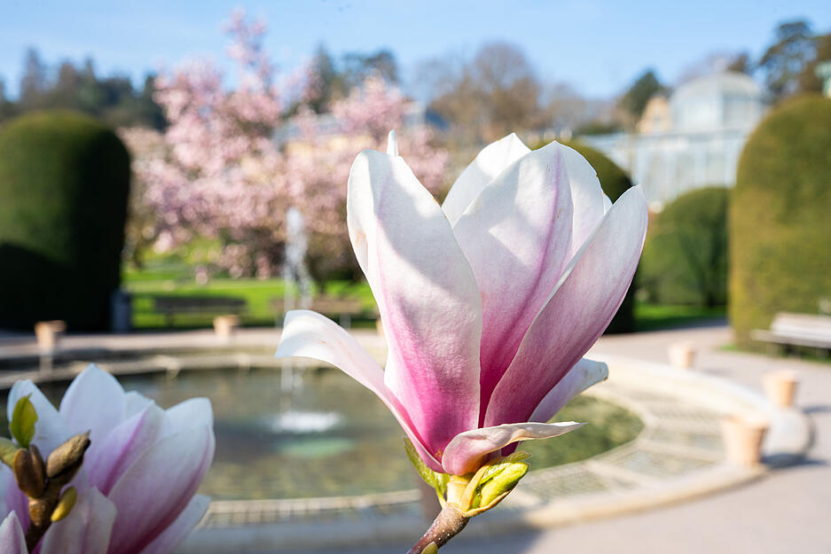 Der Magnolienhain in der Wilhelma zeigt im Frühling eine farbenprächtige Blütenvielfalt in Stuttgart. Der Magnolienhain in der Wilhelma zeigt im Frühling eine farbenprächtige Blütenvielfalt in Stuttgart.