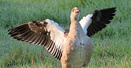 Sie sollen vom Buga-Gelände vertrieben werden: Aggressive Nilgänse, die sich in Deutschland zuletzt stark verbreiteten. Die Buga-Veranstalter sehen gesundheitliche Gefahren durch deren Kot und eine Gefahr für andere Arten auf dem Areal.
Foto: dpa
