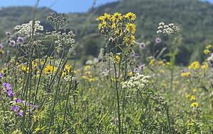 Die Blumenwiesen rund um Albstadt sind einmalig schön.