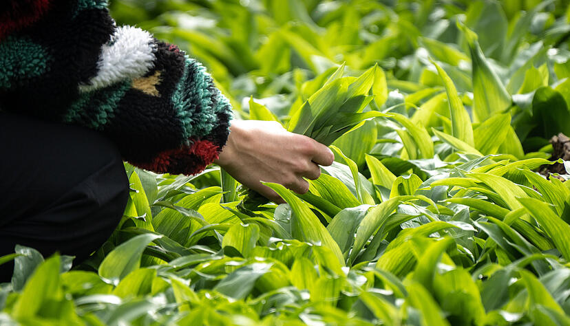 Beim Sammeln von B&auml;rlauch ist Vorsicht geboten: Die Bl&auml;tter k&ouml;nnen leicht mit giftigen Doppelg&auml;ngern verwechselt werden.