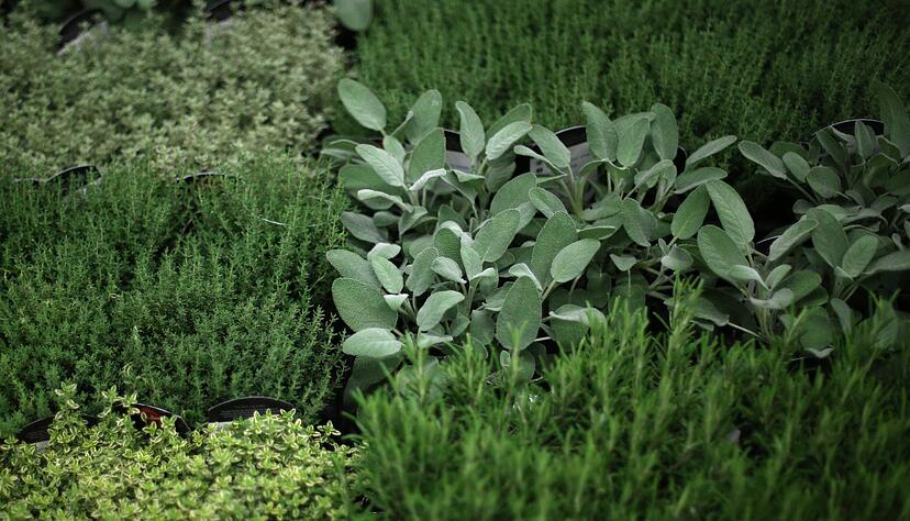 Gute Nachbarn: Viele Kräuter lassen sich gut kombinieren und fördern sich im Beet gegenseitig. Gute Nachbarn: Viele Kräuter lassen sich gut kombinieren und fördern sich im Beet gegenseitig.