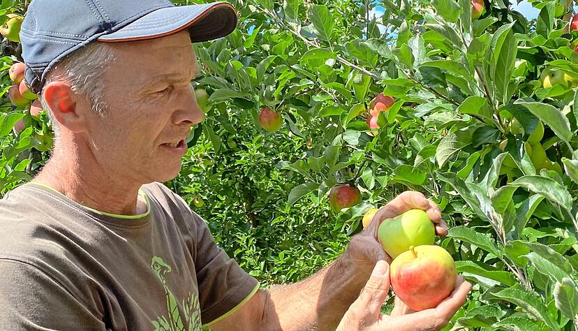 Karl Giebler zeigt &Auml;pfel der Sorte Elstar. Die F&auml;rbung ist sch&ouml;n. Ein Teil der &Auml;pfel in seiner Anlage hat ein wenig unter den Sp&auml;tfr&ouml;sten gelitten. Das sieht der Profi an den Frostnasen. Der Laie erkennt das kaum &minus; und schmeckt es vor allem nicht.