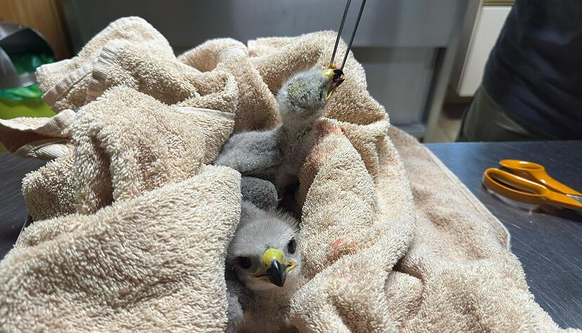 Die Tierrettung Unterland musste am Sonntag, dem 18. Mai 2025, zwei Greifvogel-Babys aus ihrem Nest befreien.
