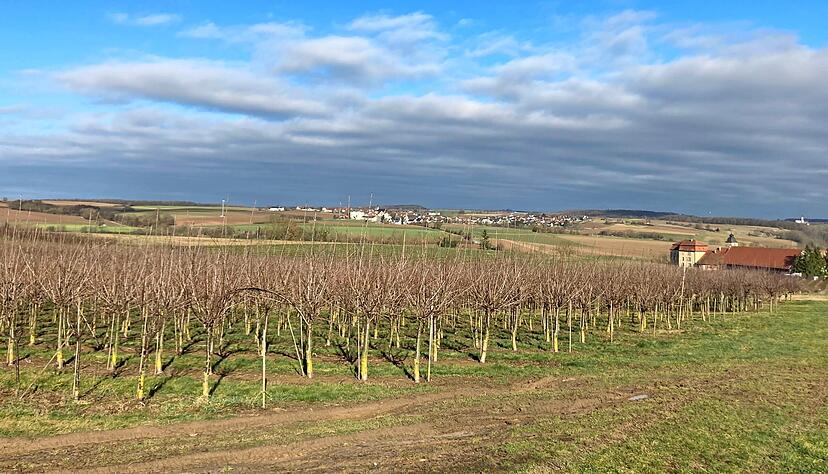 Auf den Flächen des Reiserschnittgartens Baden-Württemberg in Bad Friedrichshall wachsen zahlreiche Obstbäume, deren Triebe als sortenreines Vermehrungsmaterial in ganz Deutschland und in Europa verkauft werden.
Fotos: Katharina Müller Auf den Flächen des Reiserschnittgartens Baden-Württemberg in Bad Friedrichshall wachsen zahlreiche Obstbäume, deren Triebe als sortenreines Vermehrungsmaterial in ganz Deutschland und in Europa verkauft werden.
Fotos: Katharina Müller