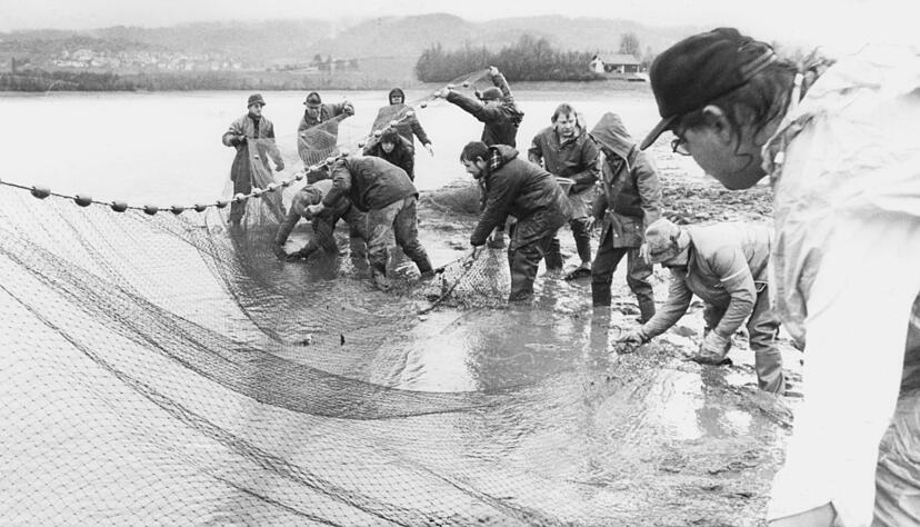 Im schlammigen Grund mussten vor 25 Jahren die Helfer des Fischereivereins einen festen Stand suchen, um das Schleppnetz auszuwerfen. Foto: Archiv/Kugler Im schlammigen Grund mussten vor 25 Jahren die Helfer des Fischereivereins einen festen Stand suchen, um das Schleppnetz auszuwerfen. Foto: Archiv/Kugler