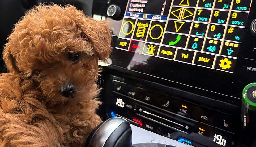 Der Welpe im Cockpit der Zollstreife, nachdem er getränkt und aufgepäppelt wurde. Der Welpe im Cockpit der Zollstreife, nachdem er getränkt und aufgepäppelt wurde.