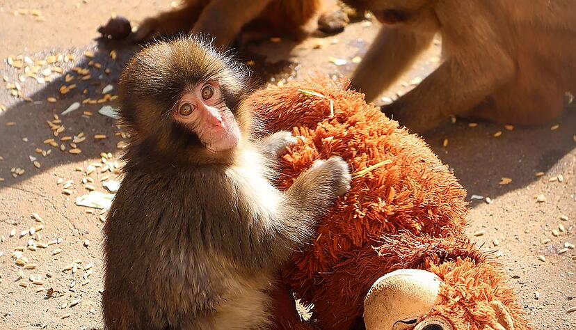Affenbaby Punch zieht in Japan Massen an Besucher an.