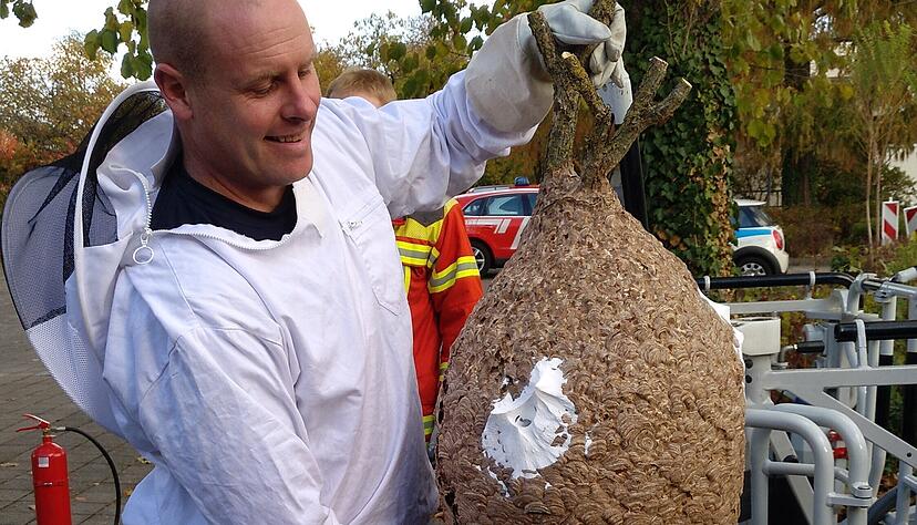 Größenvergleich: Angehöriger der Velutina-Taskforce der Feuerwehr Karlsruhe mit einem abgenommenen Sekundärnest. Größenvergleich: Angehöriger der Velutina-Taskforce der Feuerwehr Karlsruhe mit einem abgenommenen Sekundärnest.