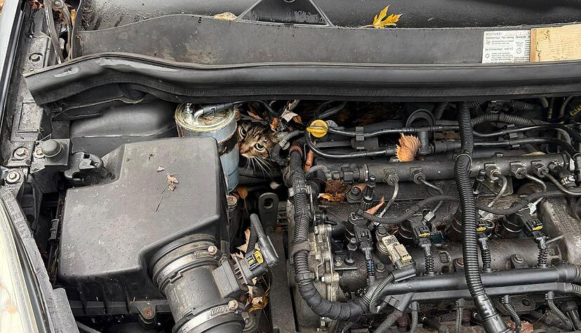 In h&ouml;chster Not findet die Feuerwehr eine eingeklemmte Katze in einem Auto vor.