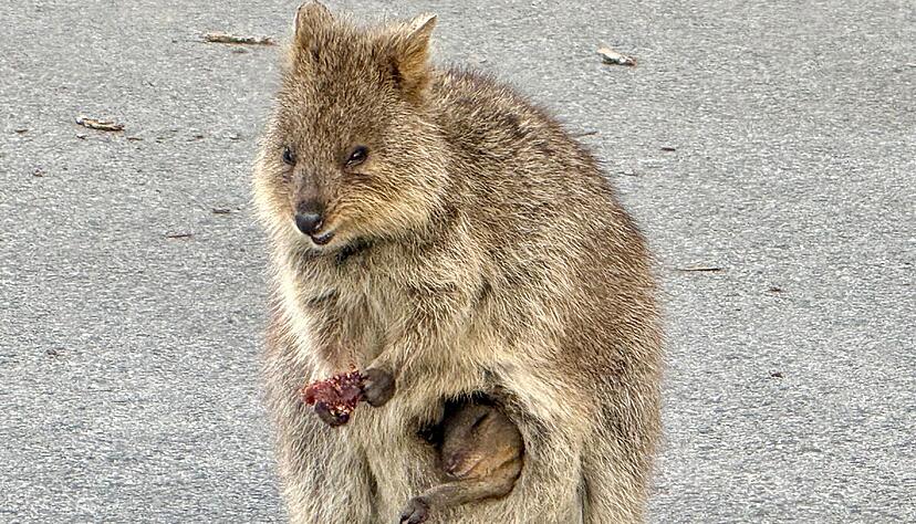 Gerade sind die Jungtiere geboren und lugen aus dem Beutel der Mutter hervor. Gerade sind die Jungtiere geboren und lugen aus dem Beutel der Mutter hervor.