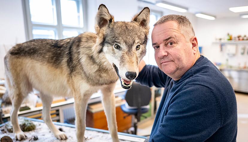 Tierpr&auml;parator Christian Blumenstein mit W&ouml;lfin &laquo;Bella&raquo;.