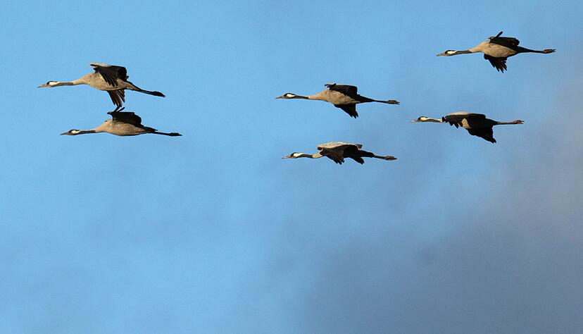 Winterflucht: Tausende Kraniche sind erst jetzt gen S&uuml;den losgezogen. (Symbolbild)