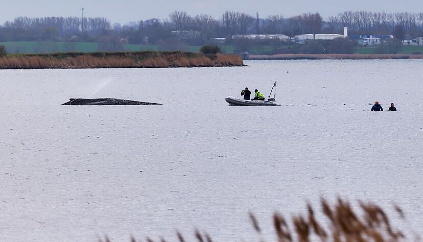 Um die Austrocknung der Haut zu verhindern, befeuchtet die Feuerwehr den Wal.