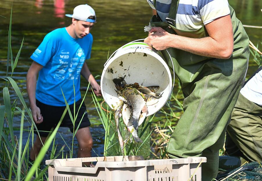 Freiwillige Helfer sammeln am 25.08.2015 bei Elpershofen (Baden-Württemberg) tote Fische in der Jagst.