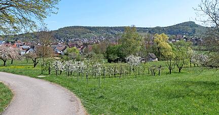 Im Wiesental mit Streuobstbäumen in Eschenau soll das nächste Wohnbaugebiet Obersulms entstehen. Die schmale Frankenstraße könne keinen zusätzlichen Verkehr aufnehmen, kritisieren Anwohner das Ansinnen des Gemeinderats.
Fotos: Berger/Veigel Im Wiesental mit Streuobstbäumen in Eschenau soll das nächste Wohnbaugebiet Obersulms entstehen. Die schmale Frankenstraße könne keinen zusätzlichen Verkehr aufnehmen, kritisieren Anwohner das Ansinnen des Gemeinderats.
Fotos: Berger/Veigel