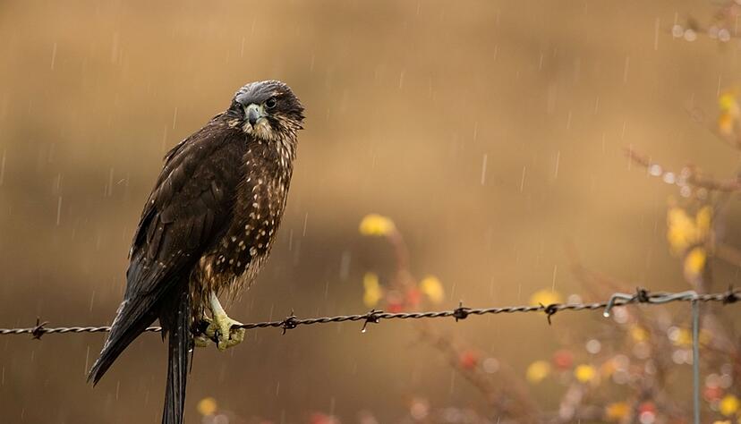 Der Karearea holte sich zum 20. Jubiläum der Abstimmung den ersten Platz. Der Karearea holte sich zum 20. Jubiläum der Abstimmung den ersten Platz.