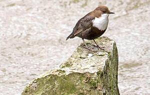 Auch die Wasseramsel trifft man in der Reiherhalde an.