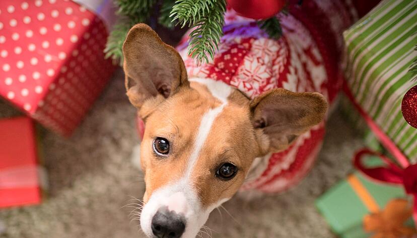 Foto: Evgenia Tiplyashina/stock.adobe.com