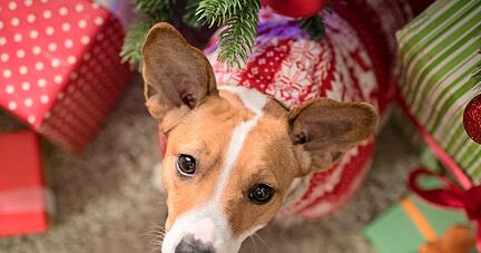 Foto: Evgenia Tiplyashina/stock.adobe.com Foto: Evgenia Tiplyashina/stock.adobe.com