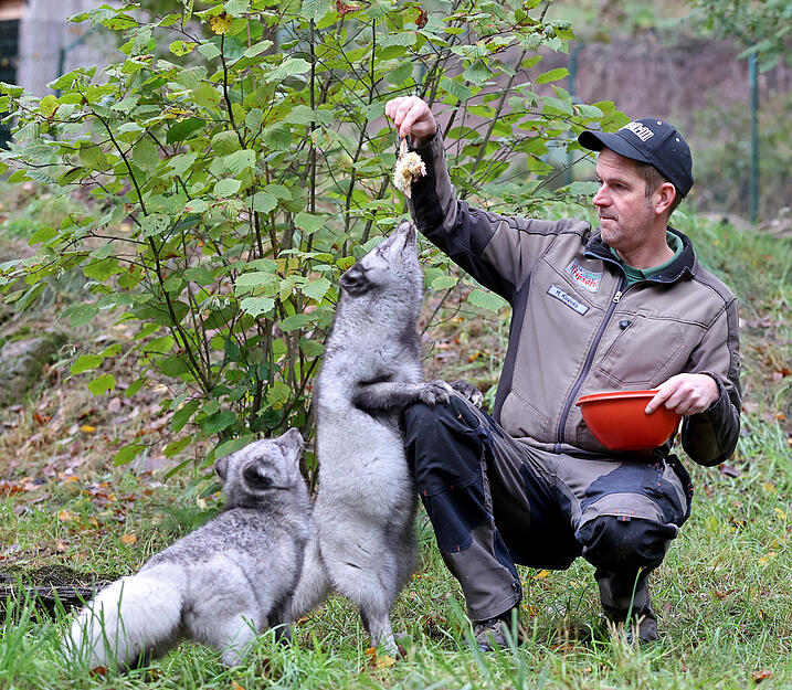 Polarfüchse im Wildpark Tripsdrill in Cleebronn