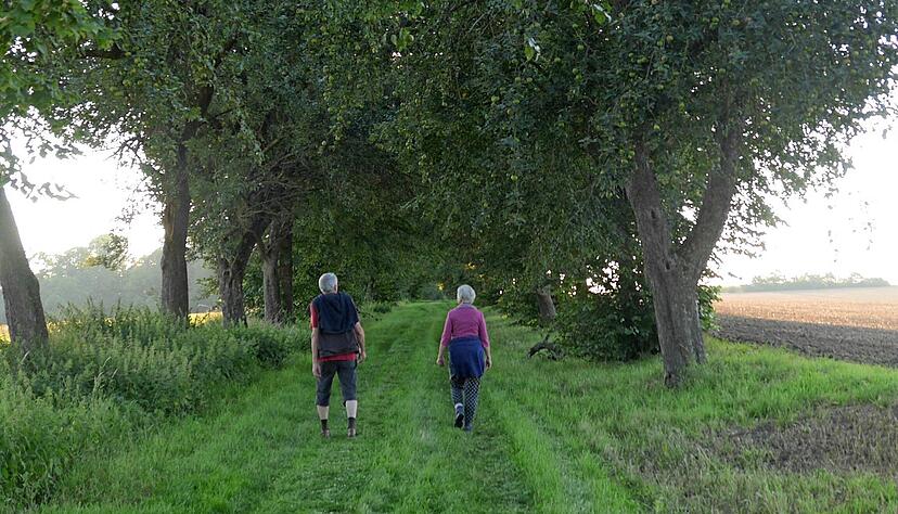 Ein potenzielles Naturdenkmal, das nun durch Straßenbau zerschnitten wird: die alte Allee im Bereich Hohebuch. Als Kompensation soll nun eine neue entstehen.
Foto: privat Ein potenzielles Naturdenkmal, das nun durch Straßenbau zerschnitten wird: die alte Allee im Bereich Hohebuch. Als Kompensation soll nun eine neue entstehen.
Foto: privat