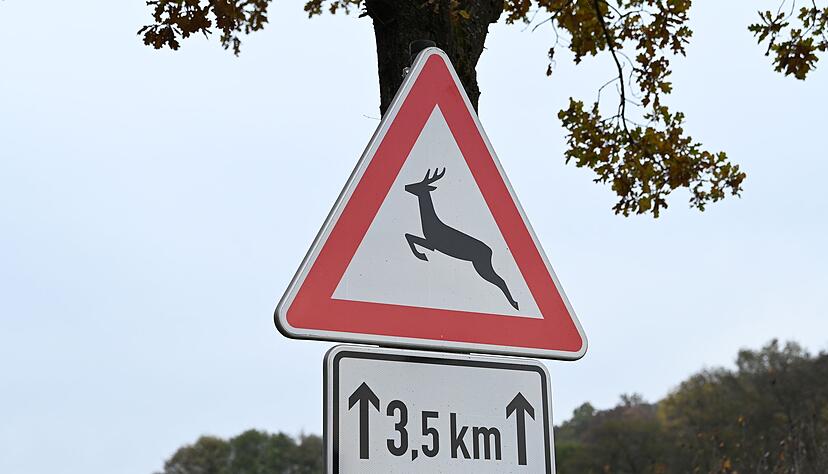 Besonders in der Dämmerung steigt das Risiko für Wildunfälle. (Symbolbild) Besonders in der Dämmerung steigt das Risiko für Wildunfälle. (Symbolbild)