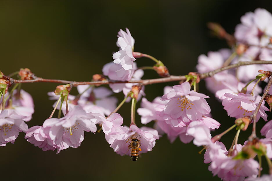 Im Botanischen Obstgarten erfreuen sich nicht nur die Menschen an den Kirschblüten. Im Botanischen Obstgarten erfreuen sich nicht nur die Menschen an den Kirschblüten.