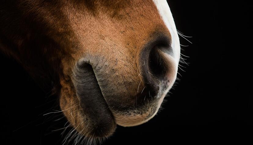 Die Deutsche Reiterliche Vereinigung (FN) wird die Herpes-Impfpflicht f&uuml;r Turnierpferde demn&auml;chst aufheben.