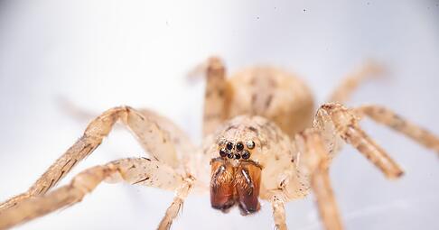Die aus dem Mittelmeerraum stammende Spinne kommt inzwischen auch in Norddeutschland vor. (Archivbild)