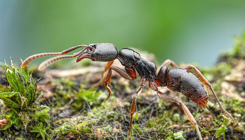 Die Insekten werden von der Europ&auml;ischen Union als besonders problematisch eingestuft.(Handout)