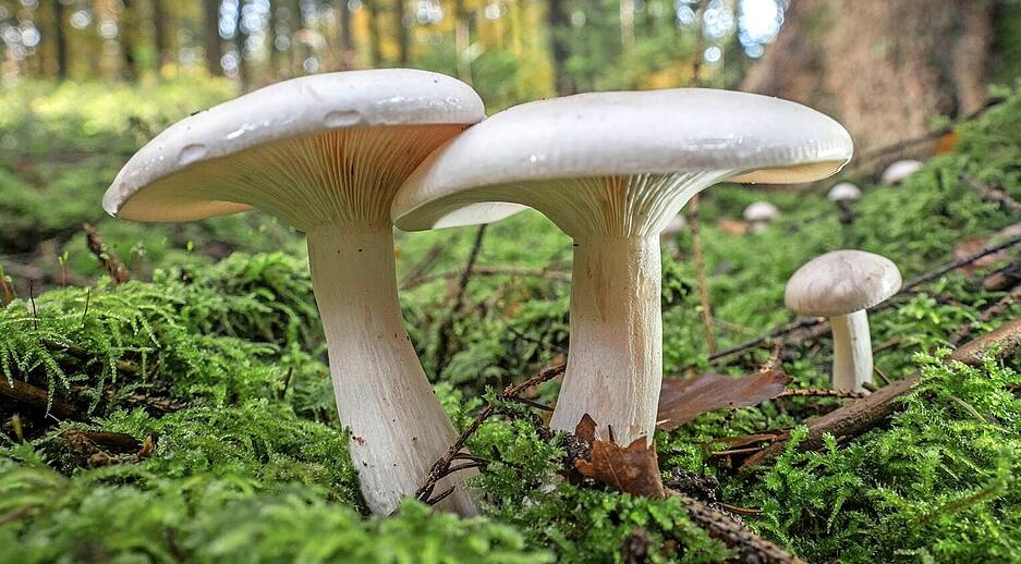 "Ein M&auml;nnlein steht im Walde": Das Motiv von Gerhard H&ouml;lzel l&auml;sst einen an das Kinderlied denken. Der Neckarsulmer ist ganz nah rangegangen. So sind sogar die Lamellen dieser wei&szlig;en Sch&ouml;nheiten toll zu sehen.