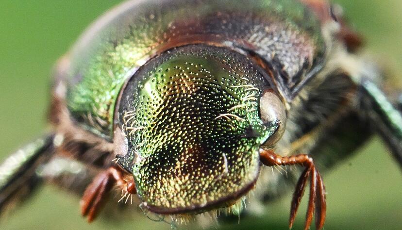Der Japan muss in der EU systematisch bek&auml;mpft werden.