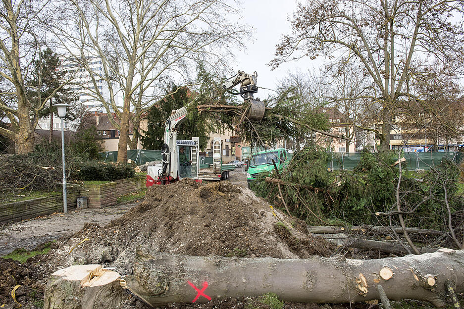 Bäume fallen im Stadtgarten | 13.12.