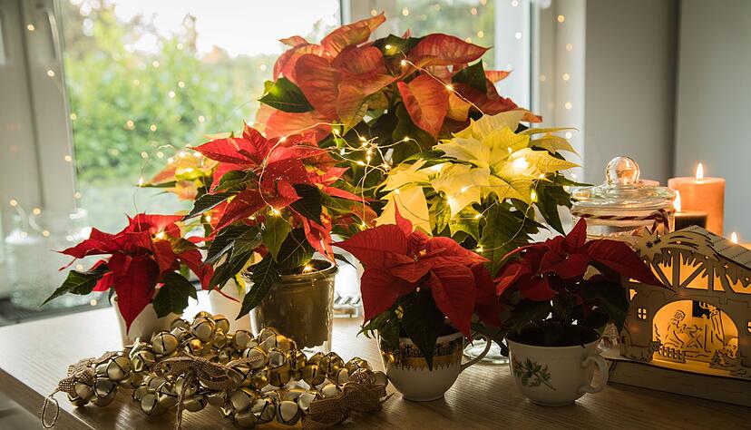 Schwere Vergiftungen durch Weihnachtsdeko sind selten, aber Vorsicht ist besser als Nachsicht.