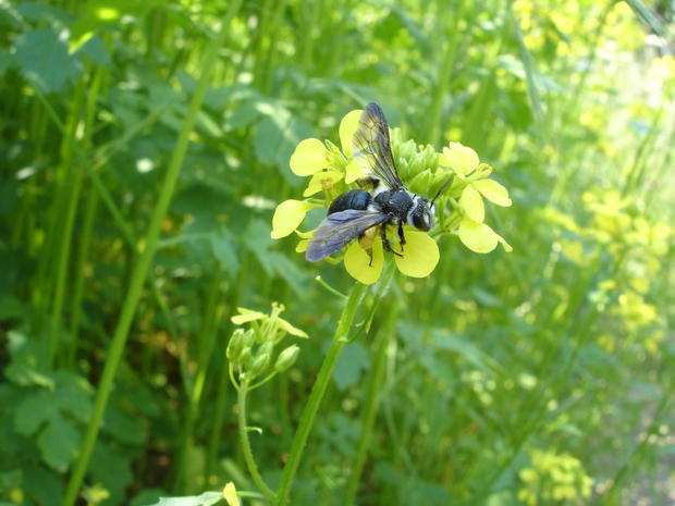 Blauschillernde Sandbiene
