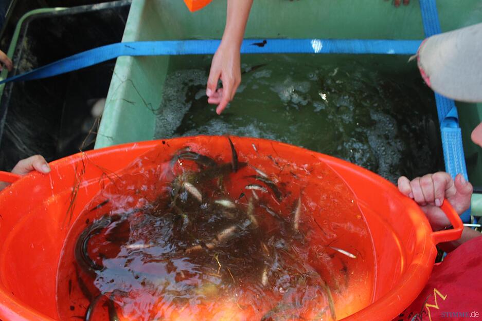 Abfischen in Widdern | 26.08.