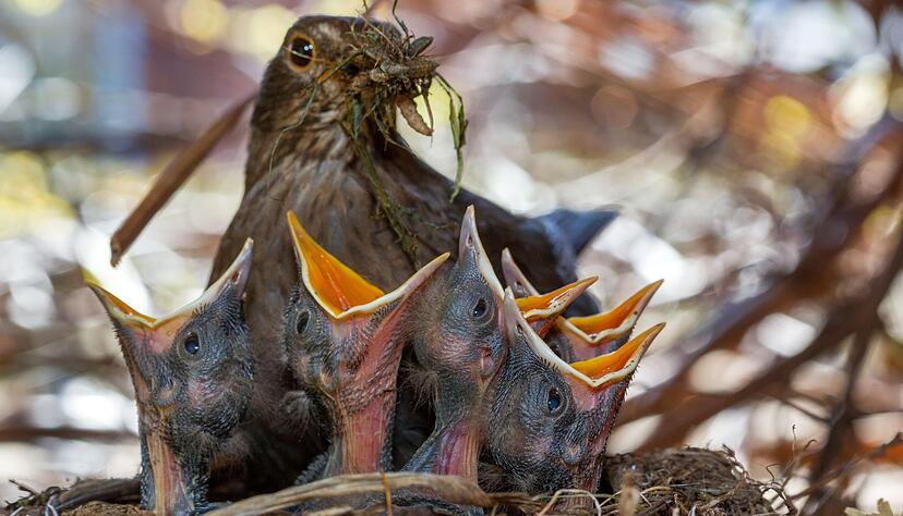 Wichtig für Singvögel sind naturnahe, insektenfreundliche Gärten. (Archivbild) Wichtig für Singvögel sind naturnahe, insektenfreundliche Gärten. (Archivbild)